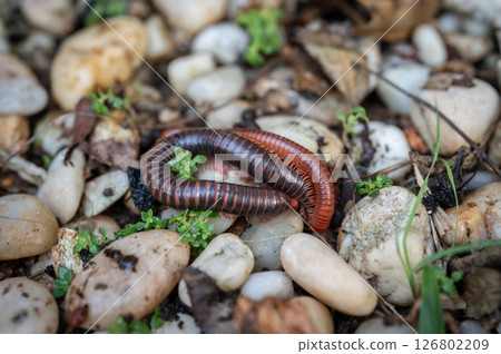Millipedes (Diplopoda) mating on the ground. Millipedes are usually 1 to 2 inches long with worm-like bodies that are divided into many segments, each containing two pairs of legs. 126802209