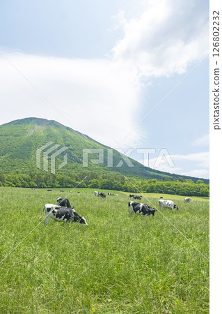 在大山牧場牛奶之裡附近的大山吃草的乳牛 在大山牧場牛奶之裡附近的大山吃草的乳牛 126802232