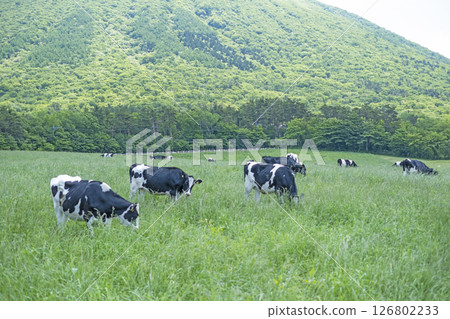 Cows grazing on Mt. Daisen near Makiba Milk Village Cows grazing on Mt. Daisen near Makiba Milk Village 126802233