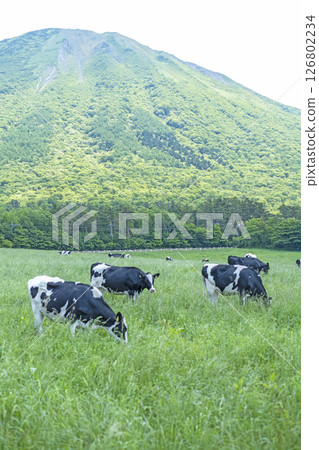 在大山牧場牛奶之裡附近的大山吃草的乳牛 126802234