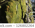 岩石長滿青苔 126802264