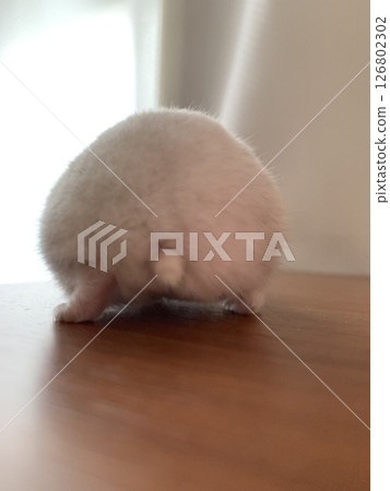 火腿巴茨 126802302