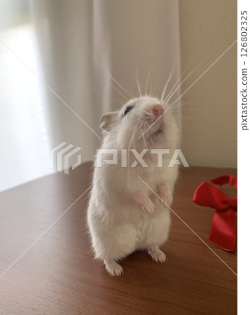 Standing hamster 126802325