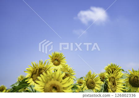 開花往太陽的向日葵 126802336