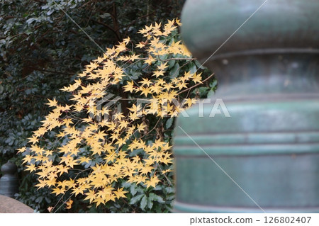 Shinto shrine and autumn leaves Shinto shrine and autumn leaves 126802407