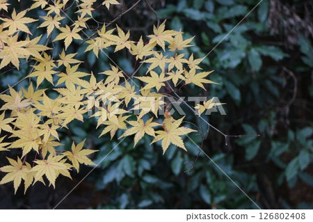 Yellow autumn leaves Yellow autumn leaves 126802408