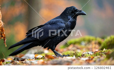 Crow  126802461