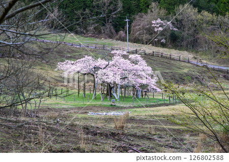 觀音櫻花風景:從觀音櫻花公園(阿蘇郡南阿蘇村)的草坪區域(瞭望台)看到的絕美景色 觀音櫻花風景:從觀音櫻花公園(阿蘇郡南阿蘇村)的草坪區域(瞭望台)看到的絕美景色 126802588