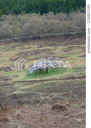 觀音櫻花風景:從觀音櫻花公園(阿蘇郡南阿蘇村)的草坪區域(瞭望台)看到的絕美景色 觀音櫻花風景:從觀音櫻花公園(阿蘇郡南阿蘇村)的草坪區域(瞭望台)看到的絕美景色 126802593