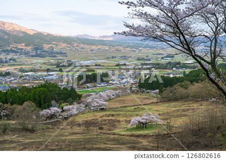以阿蘇山為背景的全景：「從觀音櫻公園的草坪區域（瞭望台）看到的壯麗景色」（阿蘇地區南阿蘇村） 126802616