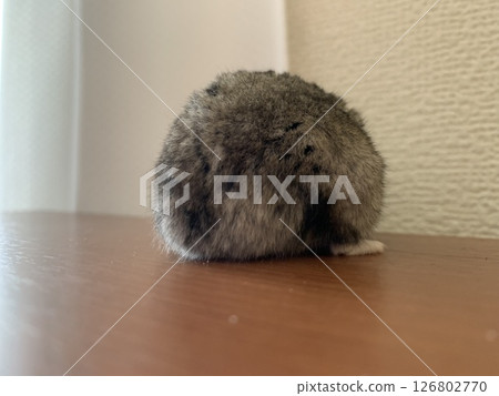 Hamket，倉鼠的屁股 126802770