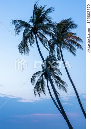 "Palm trees at dusk "Palm trees at dusk 126802870