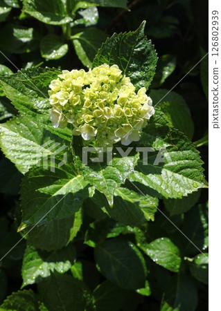 繡球 繡球 126802939