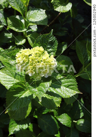 hydrangea   126802940