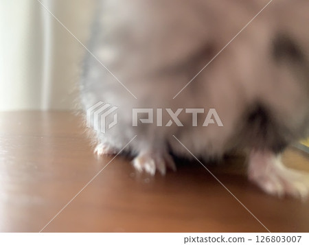 準噶爾倉鼠腿 126803007