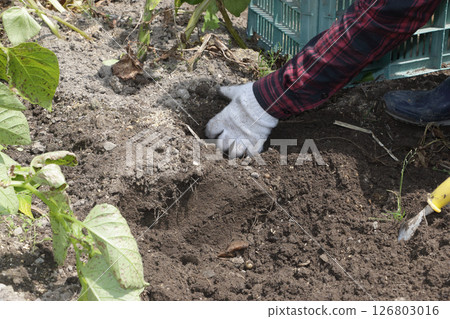 Harvest of home garden garden potatoes Harvest of home garden garden potatoes 126803016