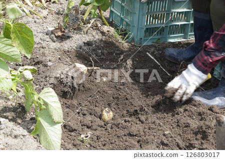 Harvest of home garden garden potatoes Harvest of home garden garden potatoes 126803017