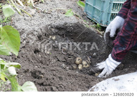 Harvest of home garden garden potatoes 126803020