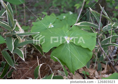 Trillium miyama (white-flowered trillium) / A colony connected by underground stems [Wildflower] Yachiho Plateau, Nagano Prefecture, May 126803023