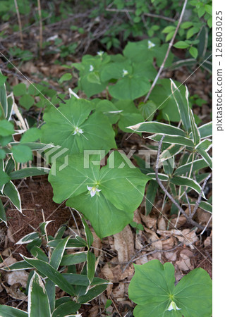 Trillium miyama (white-flowered trillium) / A colony connected by underground stems [Wildflower] Yachiho Plateau, Nagano Prefecture, May 126803025