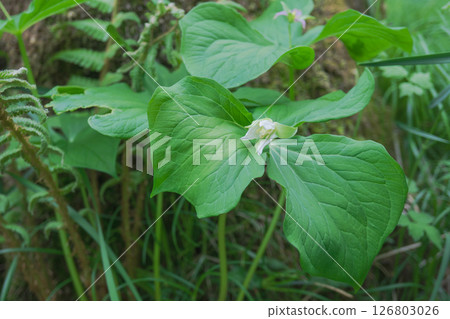 Trillium miyama (white-flowered trillium) / petals beginning to open [wildflower] Yachiho Plateau, Nagano Prefecture, May 126803026