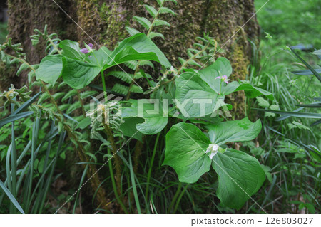 Trillium miyama / White, pink and purple flowers blooming in the same place [Wildflowers] Yachiho Plateau, Nagano Prefecture, May 126803027