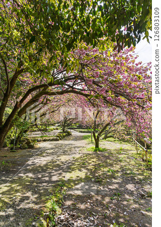 溫暖春日陽光下，重瓣櫻花綻放的景象：“不動尊一心寺的櫻花（大分縣）” 126803109