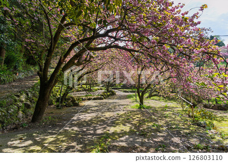 A view of double cherry blossoms shining in the sunlight of a warm spring day: "Cherry Blossoms at Fudoson Isshinji Temple (Oita Prefecture)" 126803110