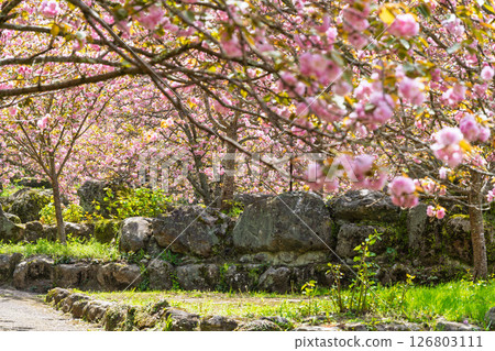 A view of double cherry blossoms shining in the sunlight of a warm spring day: "Cherry Blossoms at Fudoson Isshinji Temple (Oita Prefecture)" 126803111