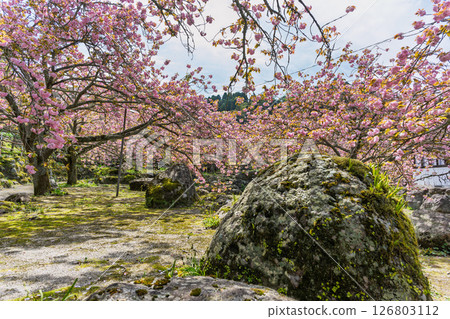 A view of double cherry blossoms shining in the sunlight of a warm spring day: "Cherry Blossoms at Fudoson Isshinji Temple (Oita Prefecture)" 126803112