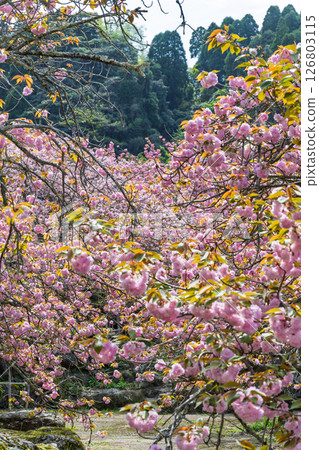 溫暖春日陽光下，重瓣櫻花綻放的景象：“不動尊一心寺的櫻花（大分縣）” 126803115