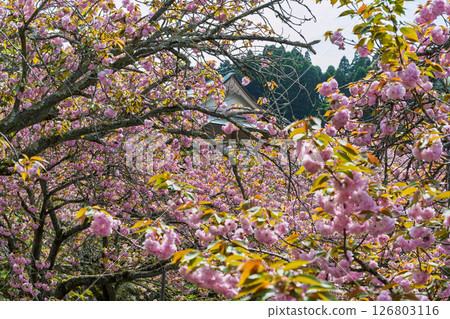 溫暖春日陽光下，重瓣櫻花綻放的景象：“不動尊一心寺的櫻花（大分縣）” 126803116