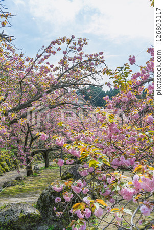 溫暖春日陽光下，重瓣櫻花綻放的景象：“不動尊一心寺的櫻花（大分縣）” 126803117