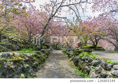 溫暖春日陽光下，重瓣櫻花綻放的景象：“不動尊一心寺的櫻花（大分縣）” 126803144