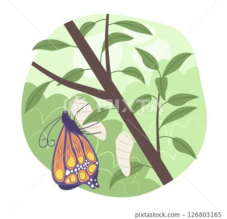 Butterfly with Pupa in Natural Garden for Insect and Wildlife Concept Illustration Clip Art 126803165