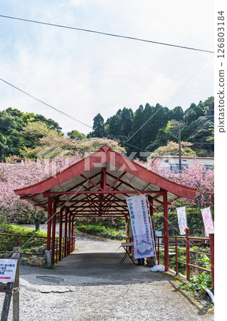 Cherry blossoms shining in the light of a warm spring day and the scenery seen from the temple grounds - "Cherry Blossoms at Fudoson Isshinji Temple (Oita Prefecture)" 126803184