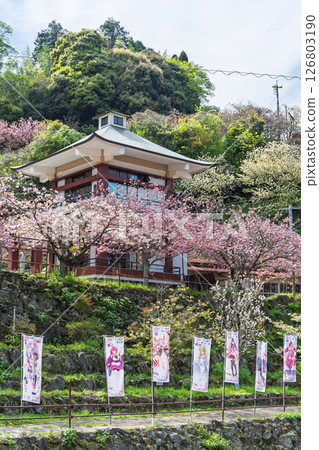 Cherry blossoms shining in the light of a warm spring day and the scenery seen from the temple grounds - "Cherry Blossoms at Fudoson Isshinji Temple (Oita Prefecture)" Cherry blossoms shining in the light of a warm spring day and the scenery seen from the temple grounds - "Cherry Blossoms at Fudoson Isshinji Temple (Oita Prefecture)" 126803190
