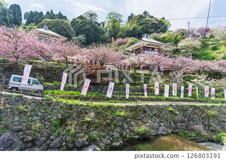 溫暖春日裡盛開的櫻花與寺院內的景色—“不動尊一心寺的櫻花（大分縣）” 126803191