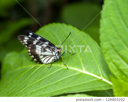 Gomadarago Gomadarago 126803202