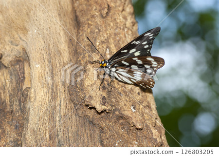 Gomadarago Gomadarago 126803205