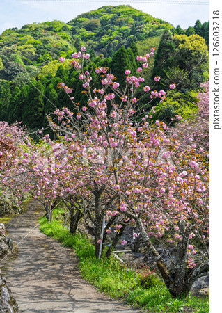 溫暖春日裡盛開的櫻花與寺院內的景色—“不動尊一心寺的櫻花（大分縣）” 126803218