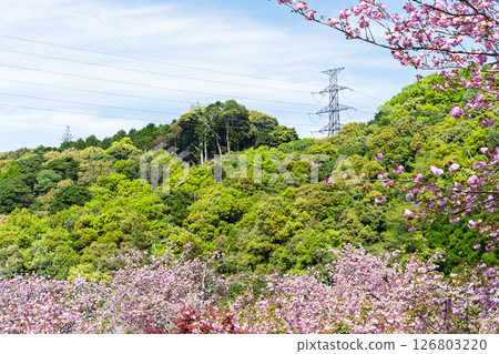 Cherry blossoms shining in the light of a warm spring day and the scenery seen from the temple grounds - "Cherry Blossoms at Fudoson Isshinji Temple (Oita Prefecture)" 126803220