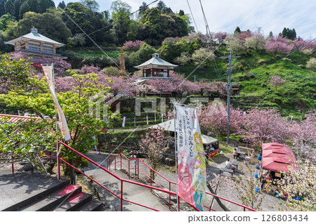The double cherry blossoms shining in the light of a warm spring day and the scenery seen from the temple grounds - "Cherry Blossoms at Fudoson Isshinji Temple (Oita Prefecture)" 126803434