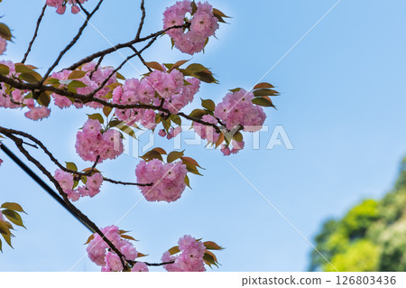 The double cherry blossoms and sky shining in the rays of the warm spring weather: "Cherry Blossoms at Fudoson Isshinji Temple (Oita Prefecture)" 126803436