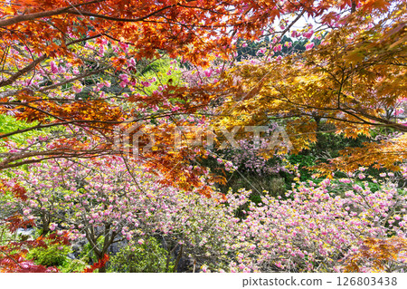 The double cherry blossoms shining in the light of a warm spring day and the scenery seen from the temple grounds - "Cherry Blossoms at Fudoson Isshinji Temple (Oita Prefecture)" 126803438
