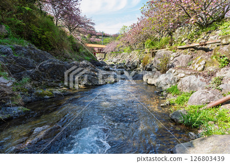 The double cherry blossoms shining in the light of a warm spring day and the scenery seen from the temple grounds - "Cherry Blossoms at Fudoson Isshinji Temple (Oita Prefecture)" 126803439