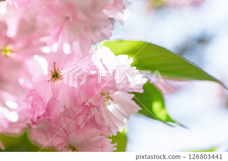 The double-flowered cherry blossoms of Fudoson Isshinji Temple (Oita Prefecture) shine in the light of a warm spring day. 126803441