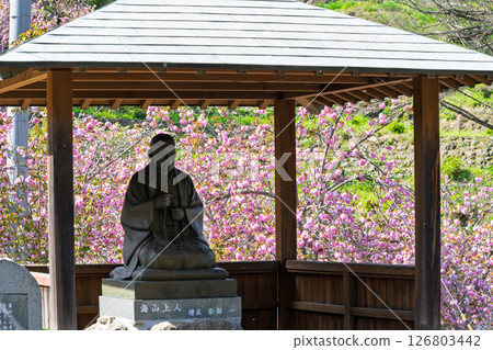 The double cherry blossoms shining in the light of a warm spring day and the scenery seen from the temple grounds - "Cherry Blossoms at Fudoson Isshinji Temple (Oita Prefecture)" 126803442