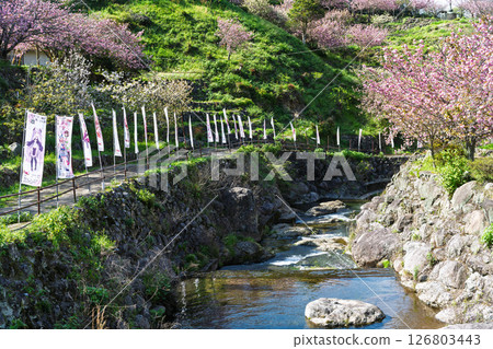 The double cherry blossoms shining in the light of a warm spring day and the scenery seen from the temple grounds - "Cherry Blossoms at Fudoson Isshinji Temple (Oita Prefecture)" 126803443