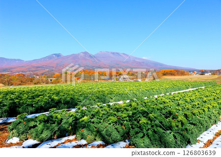 Autumn leaves on Mt. Asama in November Mountains of Shinshu Scenery of Shinshu 126803639
